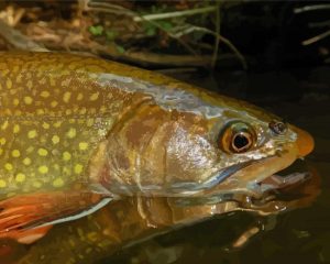 Brown Trout Fish Animal Diamond Painting