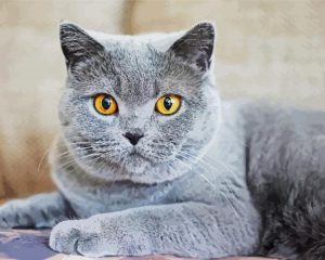 Fluffy Grey Cat Diamond Painting