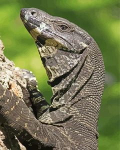 Goanna Diamond Painting