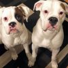 White Boxer Puppies Diamond Painting