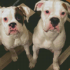 White Boxer Puppies Diamond Painting