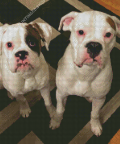 White Boxer Puppies Diamond Painting