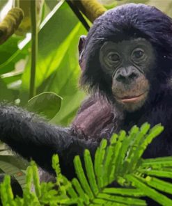 Baby Bonobo Monkey Diamond Painting