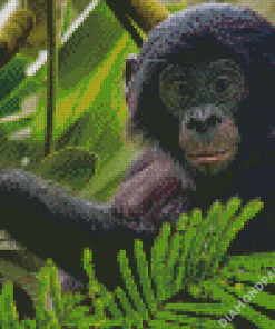 Baby Bonobo Monkey Diamond Painting