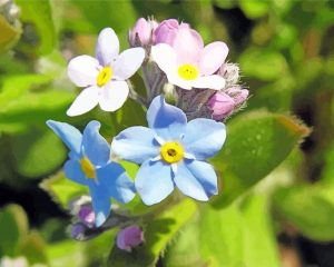 Forget Me Not Flowers Diamond Painting