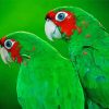 Green Cheeked Birds Diamond Painting