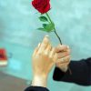 Man Giving A Rose Diamond Painting