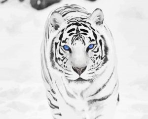 White Siberian Tiger Animal Diamond Painting