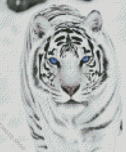 White Siberian Tiger Animal Diamond Painting