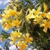 Yellow Flowering Oleander Plant Diamond Painting