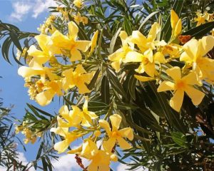 Yellow Flowering Oleander Plant Diamond Painting