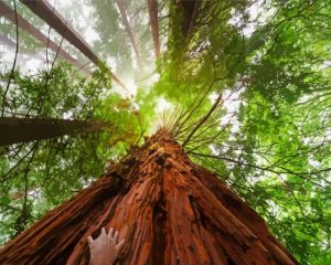 Aesthetic Giant Sequoia Diamond Painting