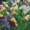 Aesthetic Iris Field Diamond Painting