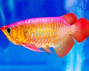 Arowana Fish Diamond Painting