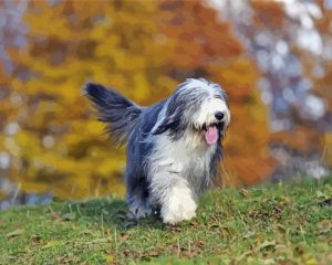 Bearded Collie Dog Running Diamond Painting