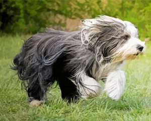 Bearded Collie Running Diamond Painting