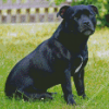 Black Staffy Diamond Painting