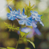 Blue Plumbago Flowers Diamond Painting
