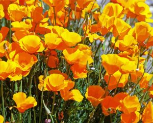 California Poppies Diamond Painting