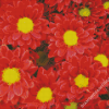 Chrysanthemums Chinese Flowers Diamond Painting