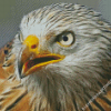 Close Up Red Kite Bird Diamond Painting