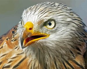 Close Up Red Kite Bird Diamond Painting