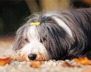 Cute Bearded Collie Diamond Painting