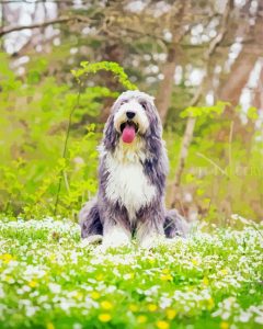 Cute Bearded Collie Dog Diamond Painting