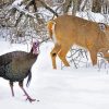 Cute Deer And Turkey Diamond Painting