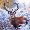 Deer Heart In Winter Diamond Painting