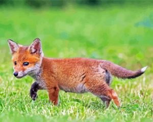 Fox Cub Diamond Painting