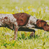 German Shorthaired Dog Diamond Painting