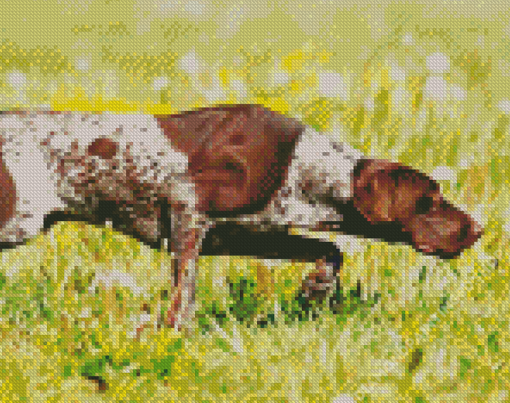 German Shorthaired Dog Diamond Painting