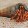 Hermit Crab Diamond Painting