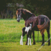 Horse And Foal Diamond Painting