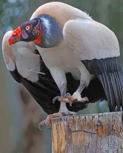 King Vulture Bird Diamond Painting