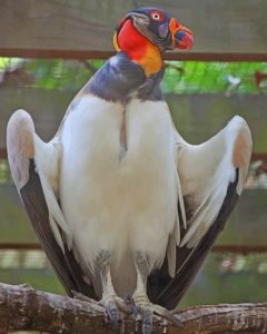 King Vulture Diamond Painting