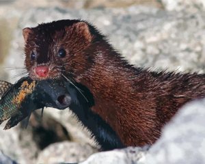 Mink Catching Fish Diamond Painting