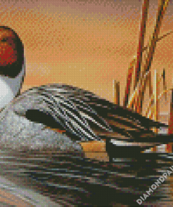 Northern Pintail Art Diamond Painting