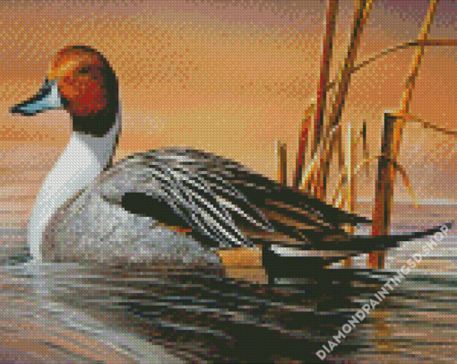 Northern Pintail Art Diamond Painting