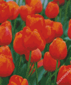 Orange Tulips Diamond Painting