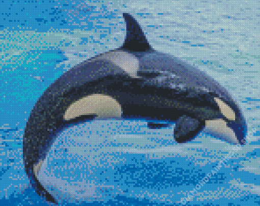 Orca Fish Diamond Painting