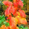 Poison Ivy Foliage Autumn Diamond Painting