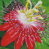 Red Passion Flower Diamond Painting