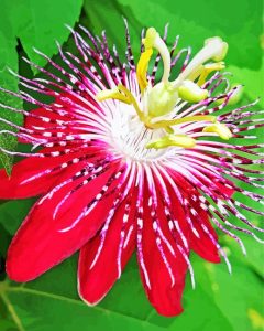 Red Passion Flower Diamond Painting