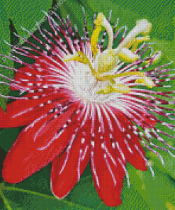 Red Passion Flower Diamond Painting