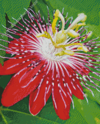 Red Passion Flower - 5D Diamond Painting 