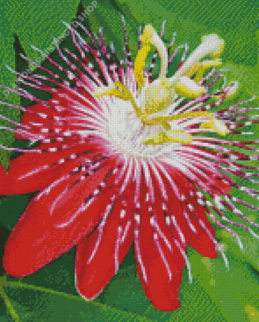 Red Passion Flower Diamond Painting