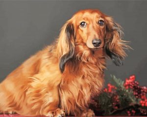 Red Dachshund Dog Diamond Painting