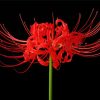 Red Spider Lily Diamond Painting